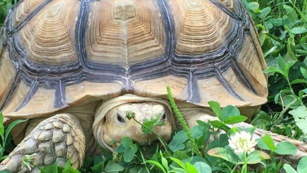 Eine Schildkröte sitzt im grünen Gras.