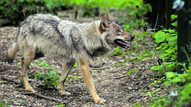 Die DNA-Probe bestätigte Verdacht: Ein Wolf hat das Damwild in Leopoldschlag gerissen