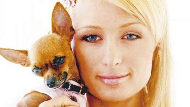 Eine blonde Frau hält einen Chihuahua im Arm.