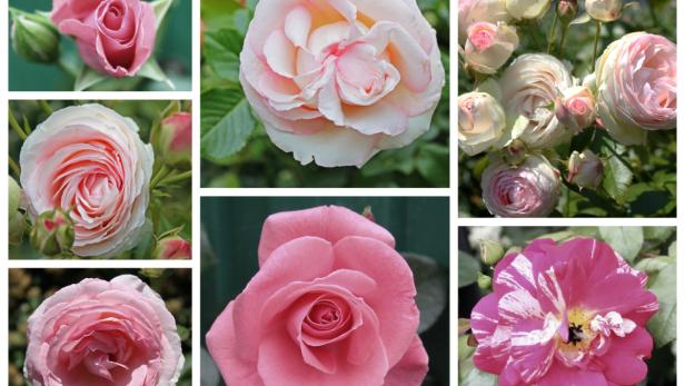 Eine Collage verschiedener Nahaufnahmen von rosa Rosenblüten.