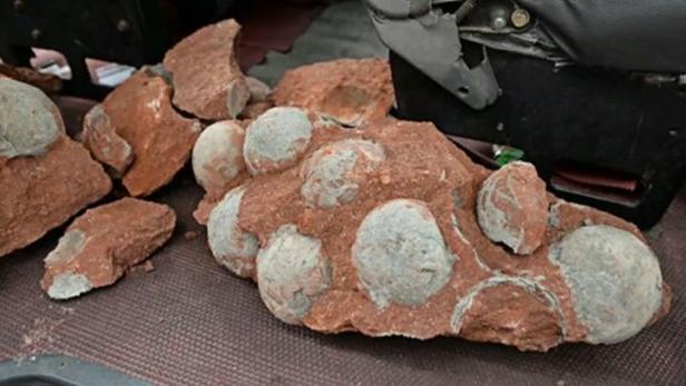 Ein rötlicher Stein mit mehreren eingebetteten, runden, hellgrauen Steinen liegt auf einer Oberfläche.