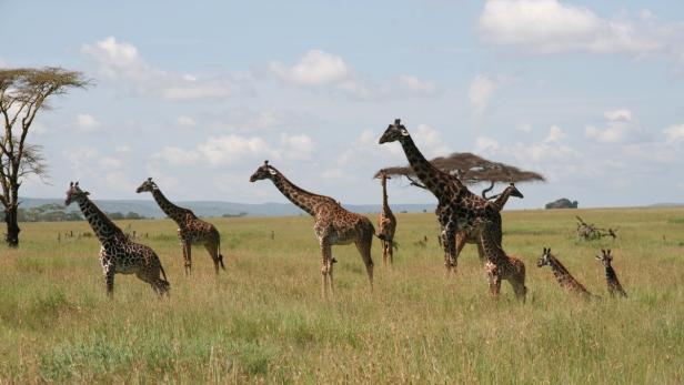Extratour: Safari-Kitzel in Afrika