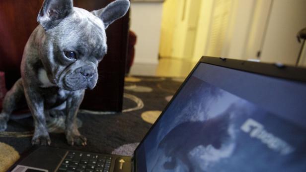 Eine graue Bulldogge sitzt vor einem Laptop.