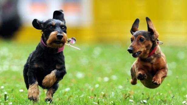 Warum der Mensch auf Hunde fliegt