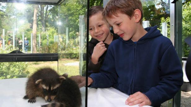 Zwei Jungen beobachten Waschbären in einem Glaskasten.