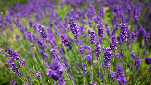 Lavendel Der parfümartige Duft von Lavendel liegt nicht jedem und sollte in der Küche nur schwach dosiert eingesetzt werden. Lavendel eignet sich besonders gut zum Parfümieren von Salz, Öl oder Zucker.