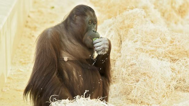 Das Orang-Utan-Weibchen Sol im Tiergarten Schönbrunn ist trächtig