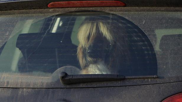 Hund starb im geparkten Auto