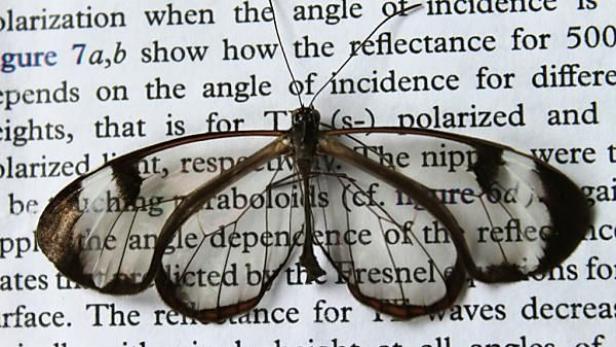 Ein Glasflügelfalter ruht auf einer Seite mit Text.