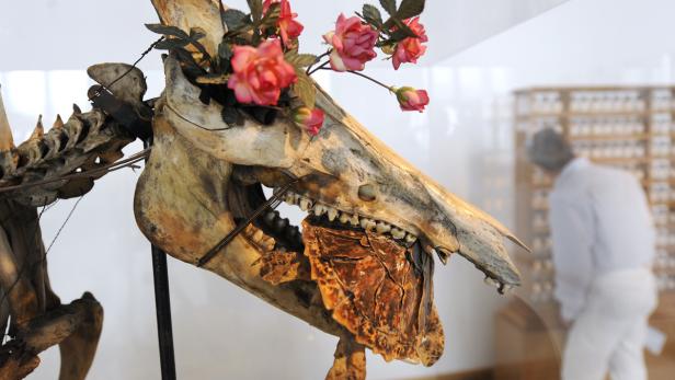 Das Skelett eines Tierkopfes ist mit rosa Rosen geschmückt.