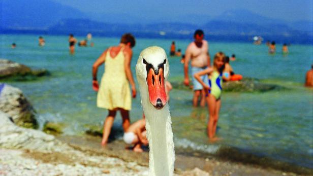 Ein Schwan steht am Strand, im Hintergrund baden Menschen im See.