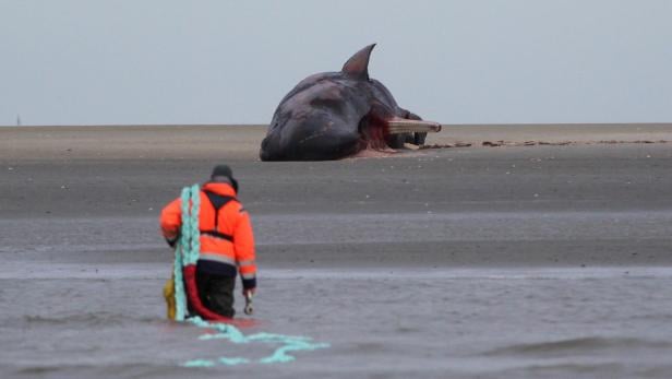 Ein gestrandeter Wal liegt am Strand, während ein Mann mit einem Seil ins Wasser geht.