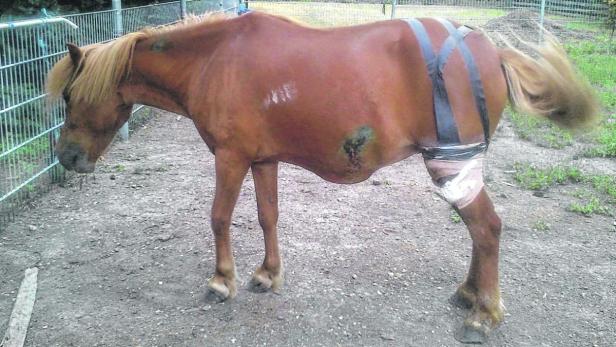 Pony Sandy wurde bei dem Angriff schwer verletzt