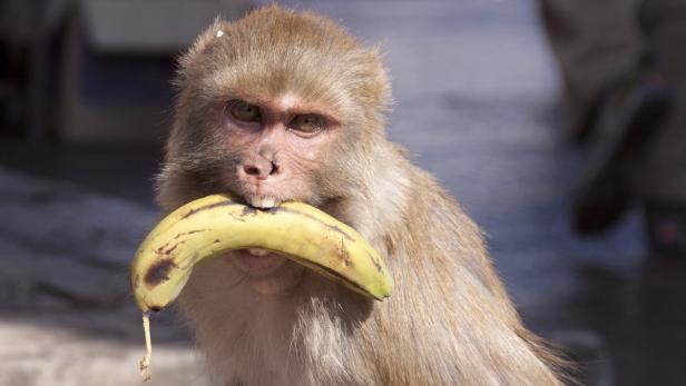Die Bananenschältechnik von Affen hat sich noch nicht durchgesetzt.