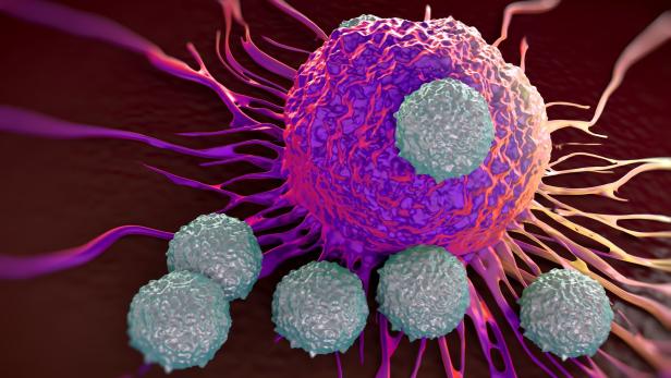 T-Zellen attackieren eine Krebszelle.