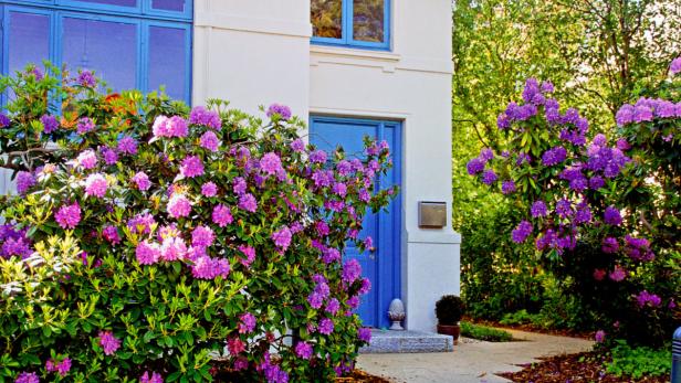 Ein weißes Haus mit blauen Fensterrahmen und Rhododendren im Garten.