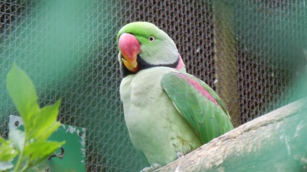 Anschlag auf Vogelzüchter