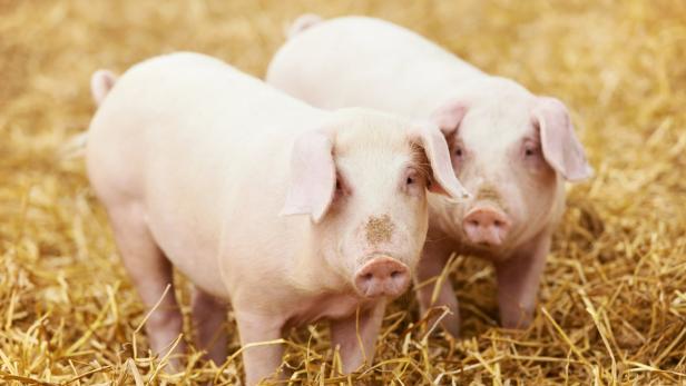 98 Prozent der Schweine kommen aus konventionellen Ställen. Mit der Bauernhof-Idylle aus Werbespots hat das wenig zu tun.