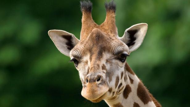 Das Giraffenhaus des Wiener Tiergartens soll modernisiert
