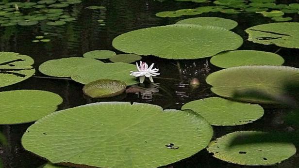 Seerosenblätter und eine einzelne Blüte schwimmen auf einem dunklen Teich.
