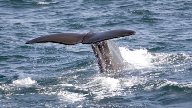 Plastikverseuchter Wal musste getötet werden