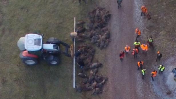 Eine Drohne lieferte Bilder von bei einer Gatterjagd getöteten Wildschweinen.
