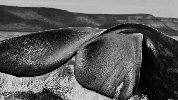 Der berühmte Fotoreporter und die Natur