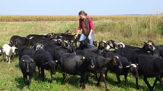 Schafherde als tierisches Aktienpaket mit hoher Rendite