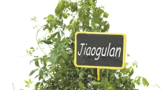 Jiaogulan-Pflanze in einem Terrakotta-Topf mit einem kleinen Schild.
