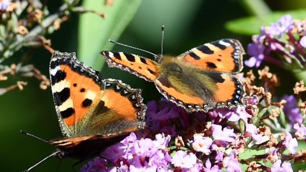 Zwei Schmetterlinge der Sorte &quot;Kleiner Fuchs&quot; (Aglais urticae)