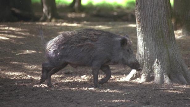 Wildschäden: Jagdverband rügt Aufstand der Jägerschaft