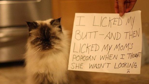 Eine Katze hält ein Schild mit der Aufschrift, dass sie sich den Hintern und dann Mamas Popcorn geleckt hat.