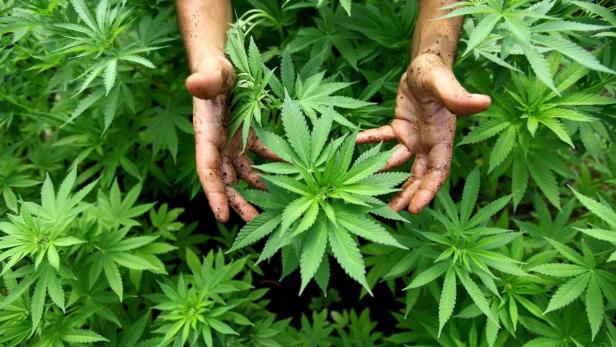 Die Cannabis-Plantage in einer Lagerhalle in Simmering wirft Fragen auf.