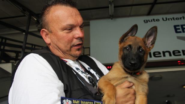Ein Mann hält einen Welpen der Rasse Belgischer Schäferhund im Arm.