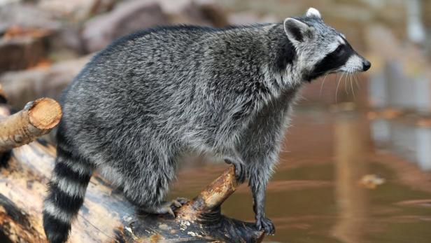 Waschbär (Symbolbild) Tiertragödie in Gars: Junger Waschbär starb im Gehege