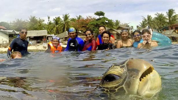 Eine Gruppe von Menschen schwimmt mit einer Meeresschildkröte im Meer.