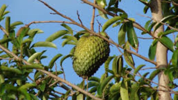 Die Frucht des exotischen Stachelannone-Baumes klingt für viele vielversprechend.