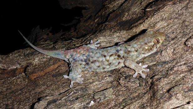 Geckolepis megalepis