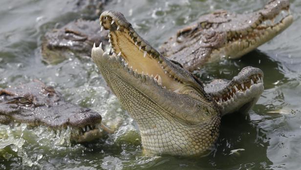 Mehrere Krokodile mit geöffneten Mäulern im Wasser.