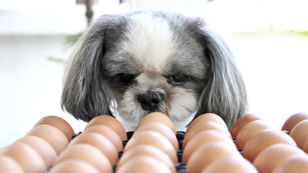 Hunde mögen Eier - roh und gekocht.