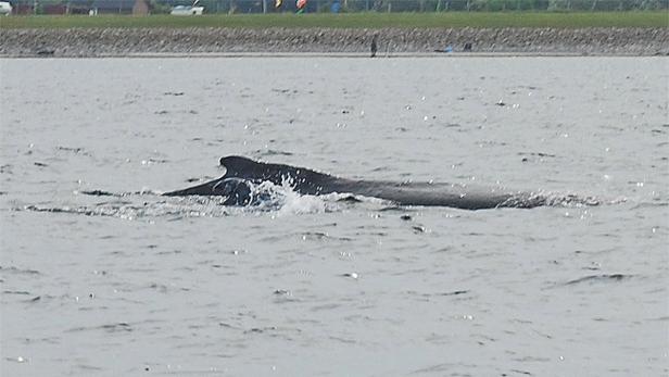 Wassersportler fotografierten die Tiere vor der dänischen Küste.