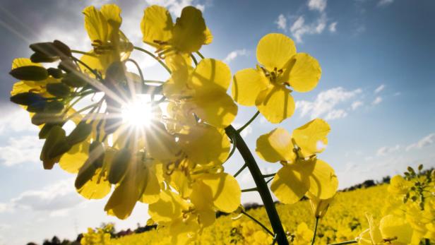 Gelbe Rapsblüten leuchten im Sonnenlicht vor blauem Himmel.