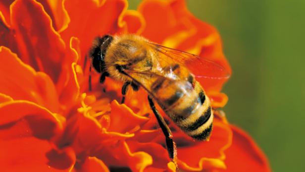 Eine Biene sitzt auf einer orangefarbenen Blume.