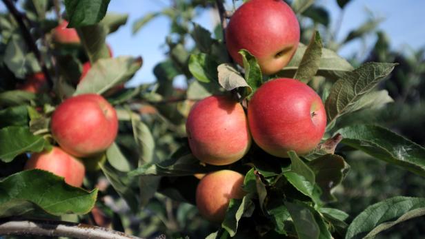 Apfel-Aromen Jeder weiß, wie ein Apfel schmeckt, daher lässt sich Wein leicht mit diesem Aroma beschreiben. Eleganter wäre die Beschreibung &quot;Aromen von Steinobst&quot;.