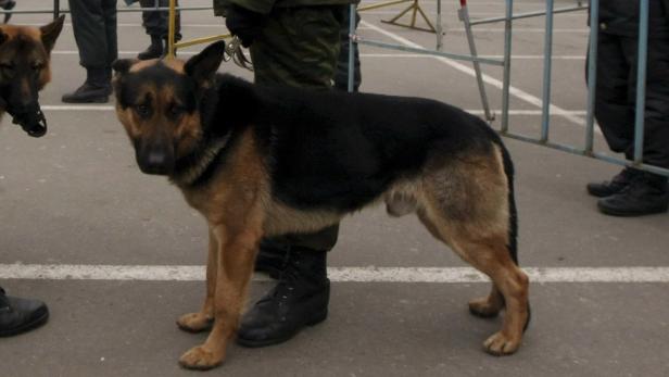 Ein Schäferhund steht neben einem Mann in Uniform.