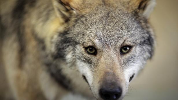 Westerwälder Wolf Teil einer Sonderausstellung Im Durchschnitt prognostizieren die Modelle demnach einen Artenverlust von insgesamt 7,9 Prozent.