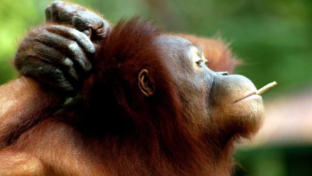 Der Borneo-Orang-Utan gilt als stark gefährdet. Nur noch 55.000 Exemplare dieser Großen Menschenaffen leben heute im Norden Sumatras und auf Borneo.