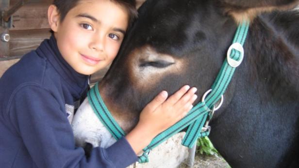 Ein Junge streichelt einen Esel auf einer Farm.