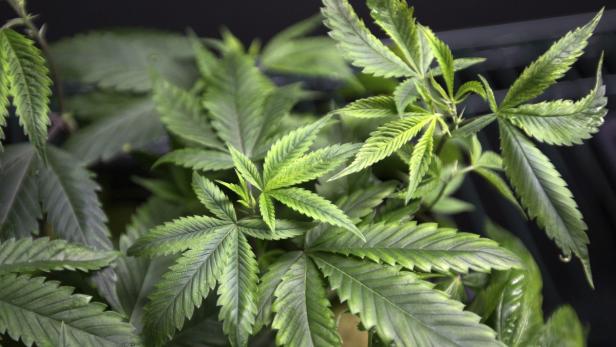 "New York Times" plädiert für Cannabis-Legalisierung