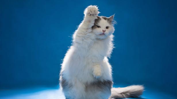 Katzen müssen zum Training animiert werden.